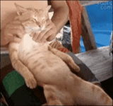 gato, gato, massagem para um gato, massagem de gatos, gatos engraçados