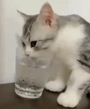 cat, cat, the cat is drinking, the cat is drinking water, the cat is drinking water