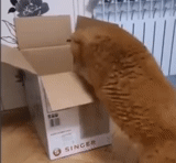 gatto, gatto gatto, gatto intelligente, gatti divertenti, il gatto salta una scatola rossa