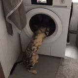 gato, focas, gato sube a la lavadora, lavadora de gatos, lavadora simba