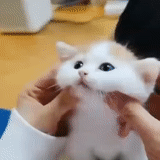 cat, funny cats, the animals are cute, animals are funny, cute fingers are cute