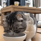 кот, кошки, кот лакает, милые животные, кот наливает чай