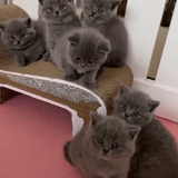 british cat, smoky kitten, british kittens, kittens of the british breed, kittens of british short haired
