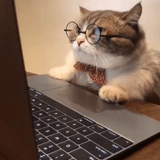 gatto gatto, gatto intelligente, il gatto è al computer, un gatto a un computer