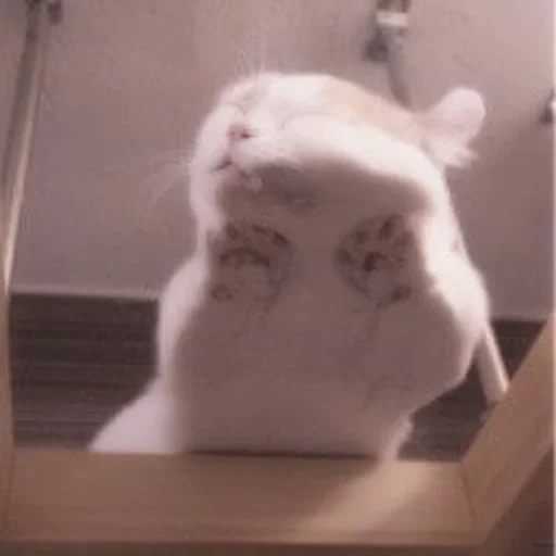 cat, seal, cat, animal cat, glass table cat