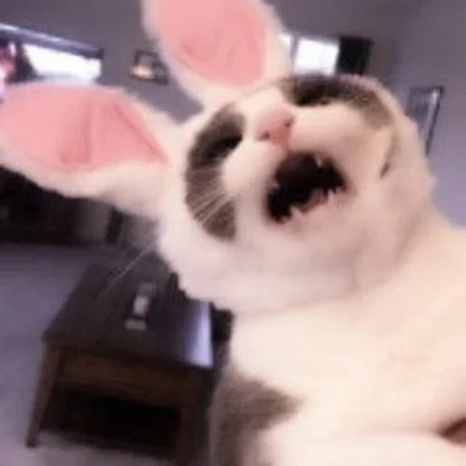 cat, cats, cat, animals are cheerful, rabbit-eared cat