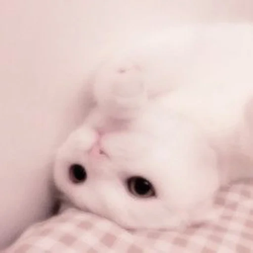 cat, cat, seal, white cat, animals are cute