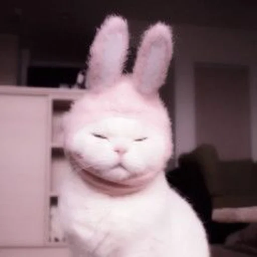 bunny, bunny ears, котики смешные, кот заячьими ушами, милые котики смешные