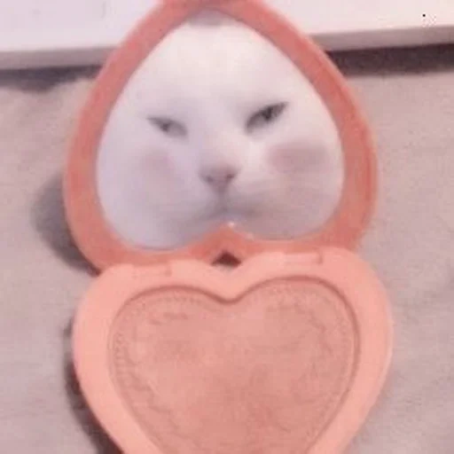кошка, котик фикс мем, животные милые, зеркальце котом, смешные животные