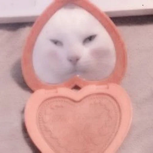 cat, cat repair meme, animals are cute, mirror cat, a ridiculous animal