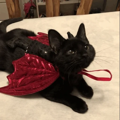 кот, кот дракула, чёрная кошка, граф мрякула, кошка хэллоуин