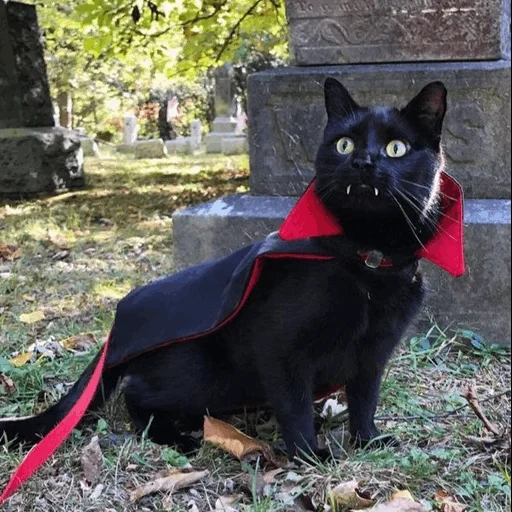 кот вампир, черный кот, кот дракула, граф мрякула кот, черный кот дракула