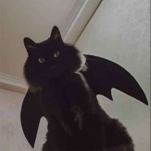 кот, кошка летучая мышь, черный кот хэллоуин, черная летучая мышь, летучая мышь хэллоуин