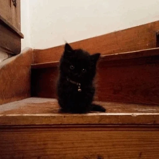кот, черный кот, чёрная кошка, котенок черный, никита воробьев