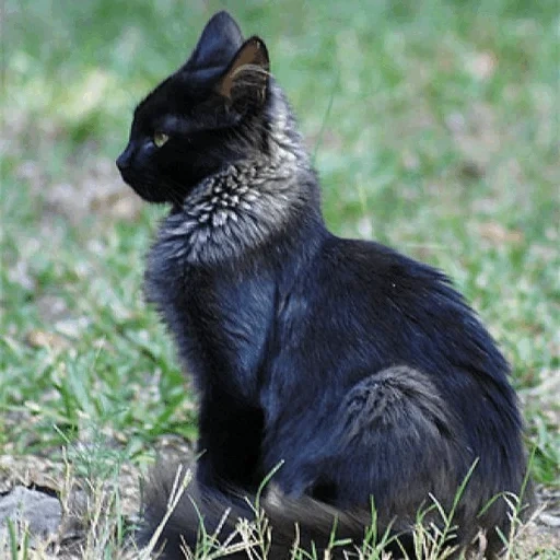 кошки, черный кот, котик черный, кошка черная, чернобурый кот порода