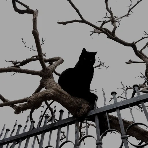 кот, black cat, черный кот, чёрный котик, поздно вечером