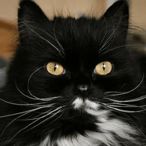 кошка, кот усами, кошка пушистая, рэгдолл кошка черная, сибирская черная кошка