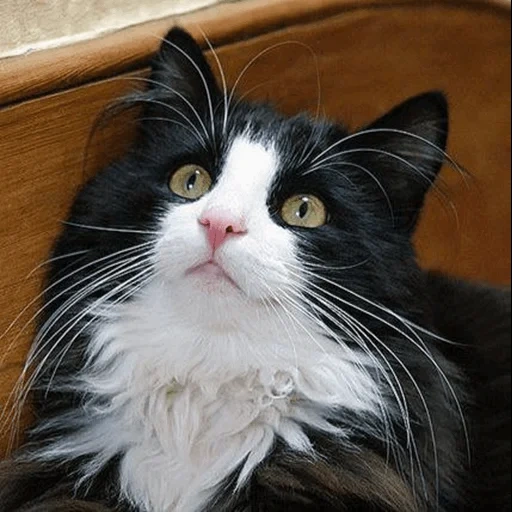 кошка, ангорская кошка черно белая, норвежская лесная кошка белая, сибирская лесная кошка черно-белая, норвежская лесная кошка черно-белая