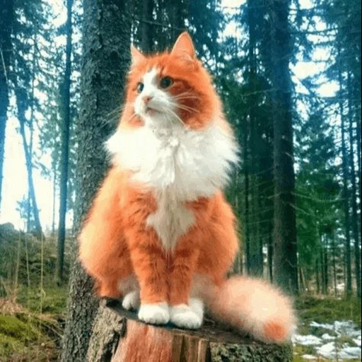 кот лесной, кошка рыжая, кот норвежский лесной, норвежская лесная кошка, норвежская лесная кошка рыжая