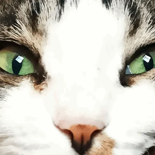 cat, кот, кошка, кошачий глаз, глаза у кошки