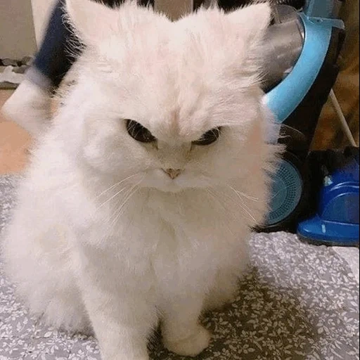 кот злой, котик злой, злой белый кот, персидская кошка, злой милый котик