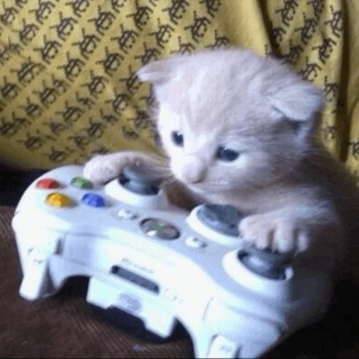 gamer cat, кот геймер, xbox 360 cat, котик игроман, кот джойстиком