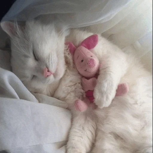 милые котики, спящий белый котенок, милые детеныши животных, новорожденный белый котенок, новорожденный котенок мамой