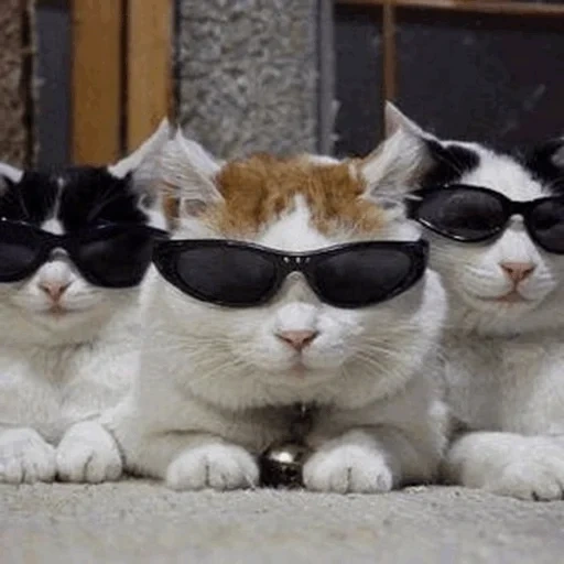 кот, крутой кот, крутые коты, три смешных кота, крутые котики друзья