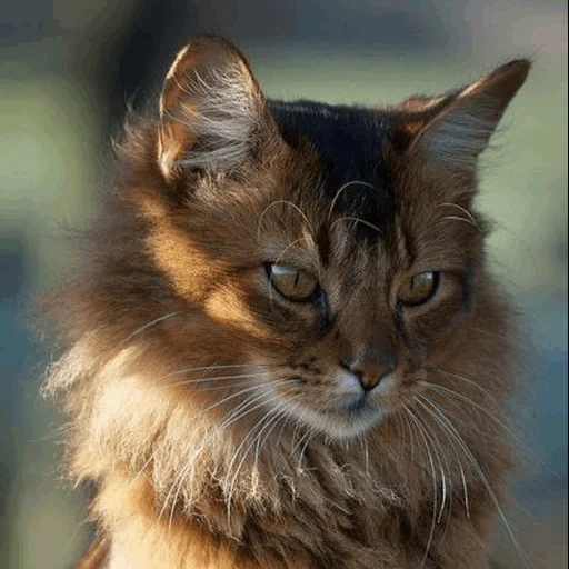 кот, кошка, красивые кошки, сомалийская кошка бурая, сомалийская лесная кошка
