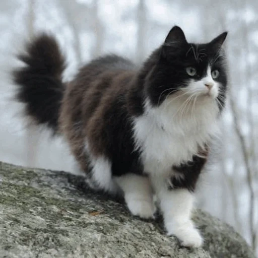 сибирский кот черный, норвежская лесная кошка, сибирская кошка биколор, норвежская лесная биколор, норвежская лесная кошка черная