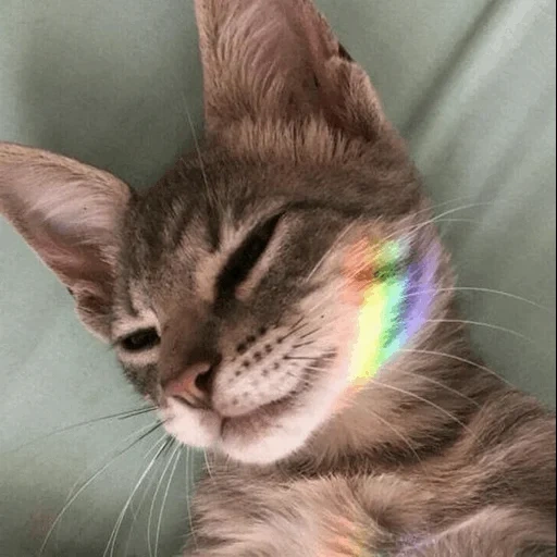 кот, кошка, милые котики, котенок радуга, кот сердечками радугой