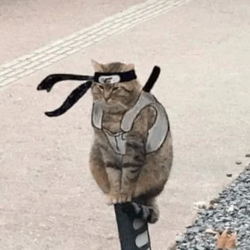 кот, кот смешной, приколы юмор, животные забавные, у самурая нет цели только путь