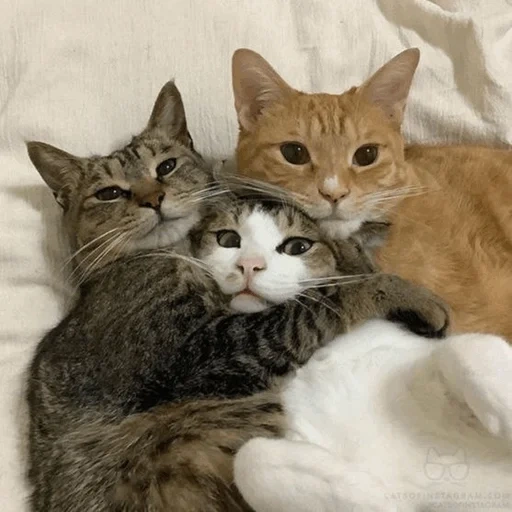 кот, cat, котик, котосемья, три кота друг друге