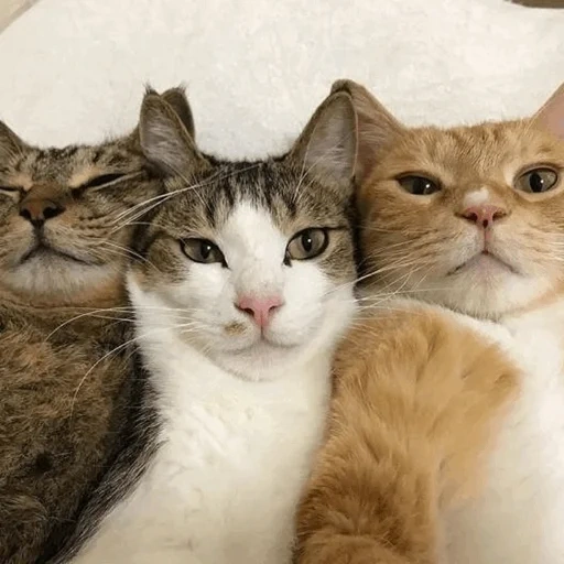 кот, кошка, три кошки, кошка кошка, милые котики