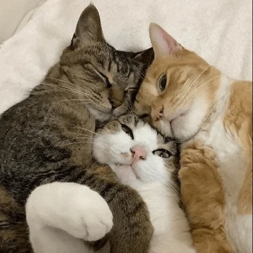 кошка, котики, кошки обнимашки, котики обнимашки, обнимающиеся коты