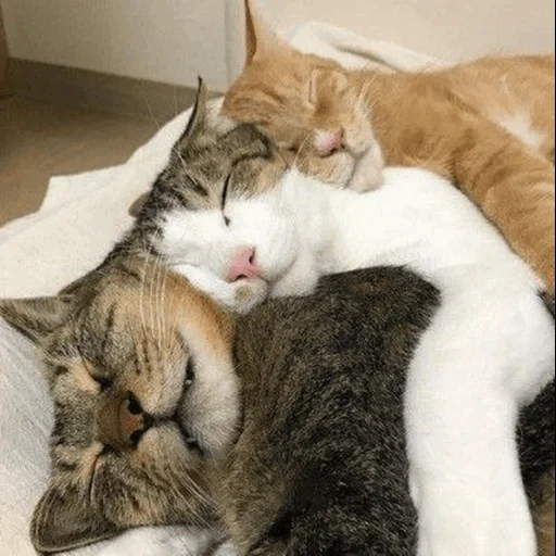 кошки обнимашки, котики обнимашки, обнимающиеся коты, обнимающиеся котики, котик обнимает котика