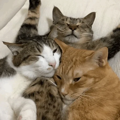кот, коты, кошка, котики, смешные коты