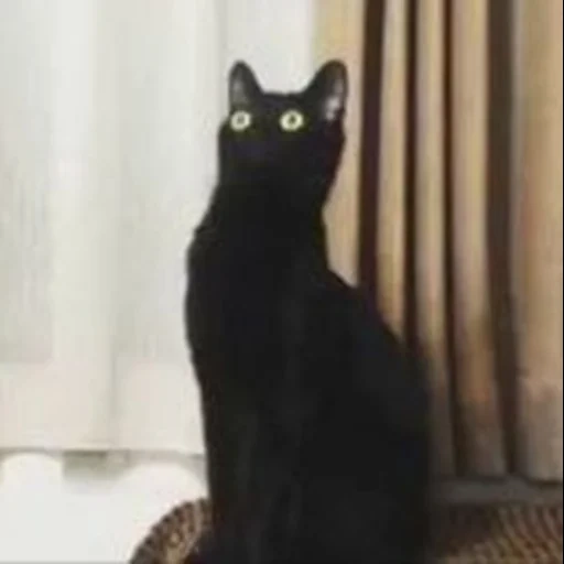 кот, черный кот, чёрная кошка, мем черным котом, черный кот удивлен