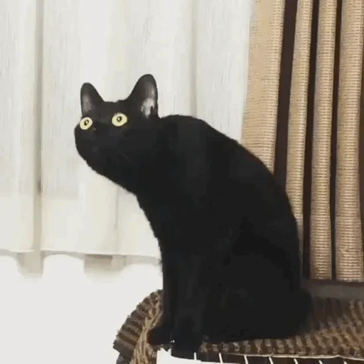 black cat, черный кот, кошка черная, черный кот падает