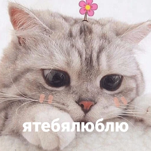 cats, cute cats, i love darina kotik, cute inscriptions cats, cute cats aesthetics