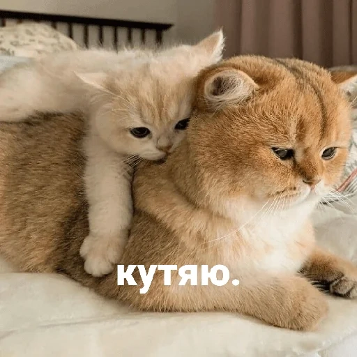 кот, котики, животные, милые котики, котята милые