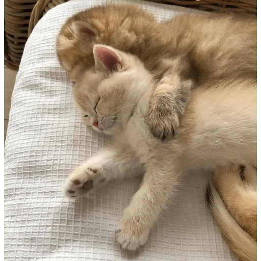 gatto, un gatto, animali, gattino addormentato, animali divertenti