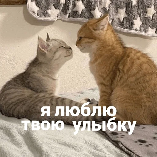 cat, cats, you are a cat, favorite cat, i love cats