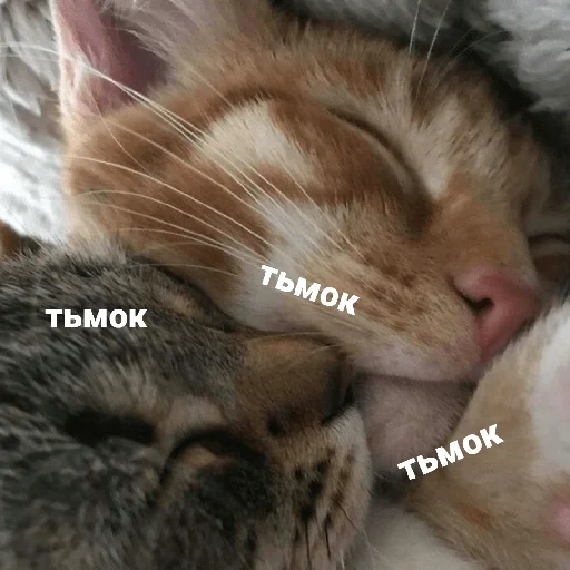 кот, кошка, животные, кошка животное, котик сладких снов
