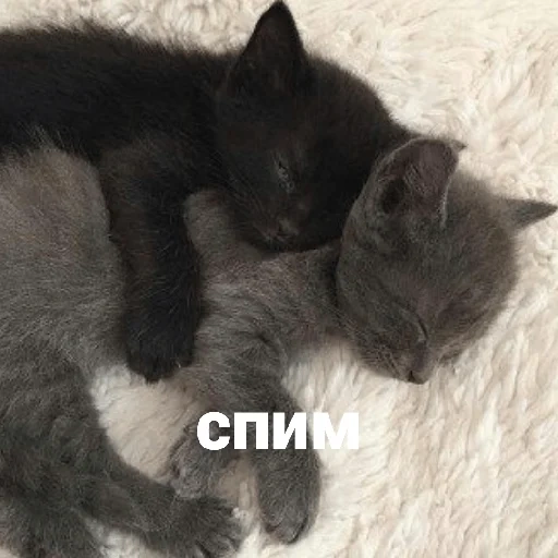 кот, котик, кошка, породы котов, кошка животное