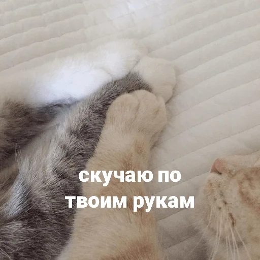 кот, кошка, котики, скучающий котик, я уже соскучилась по тебе