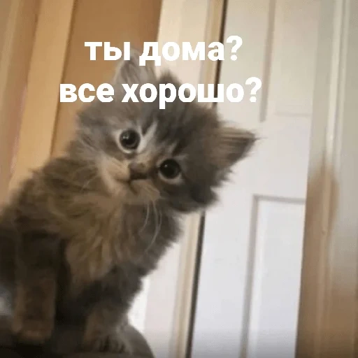 кот, кошечка, животные, животные кошки, прикольные коты надписями