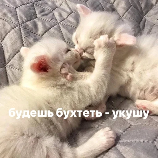 коты, кошка, котики, кошка котенок, животные милые