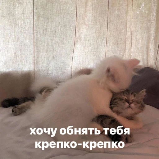 котики, кошечка, любимый котик, хочу обнять тебя, хочу тебя мой котик