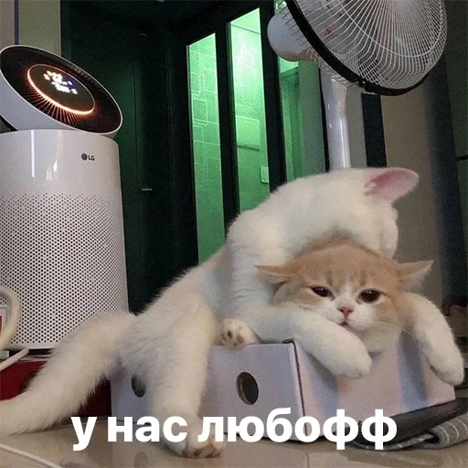 кот, котики, 1 апреля коты, животные милые, милые котики смешные